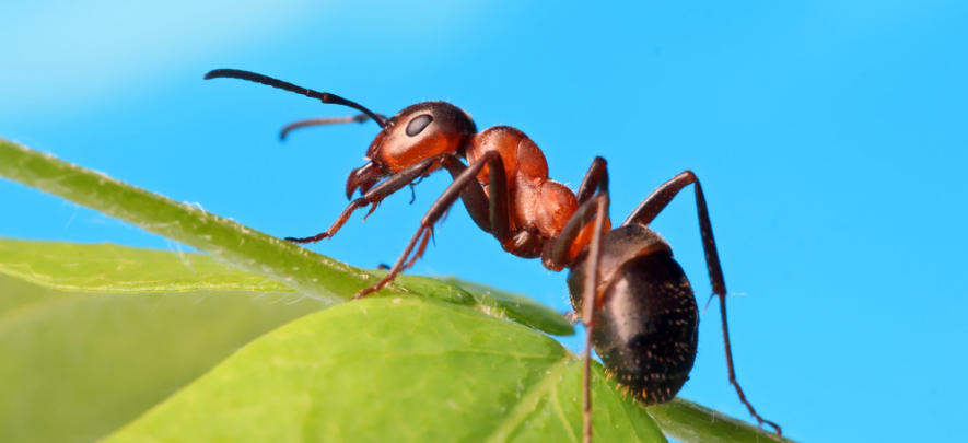 Ant philosophy - A mental model to live a good life