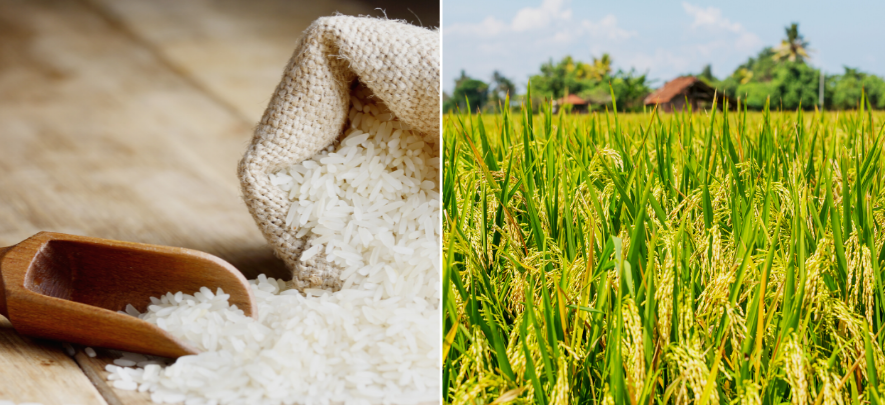 Succeeding with a rice business in India