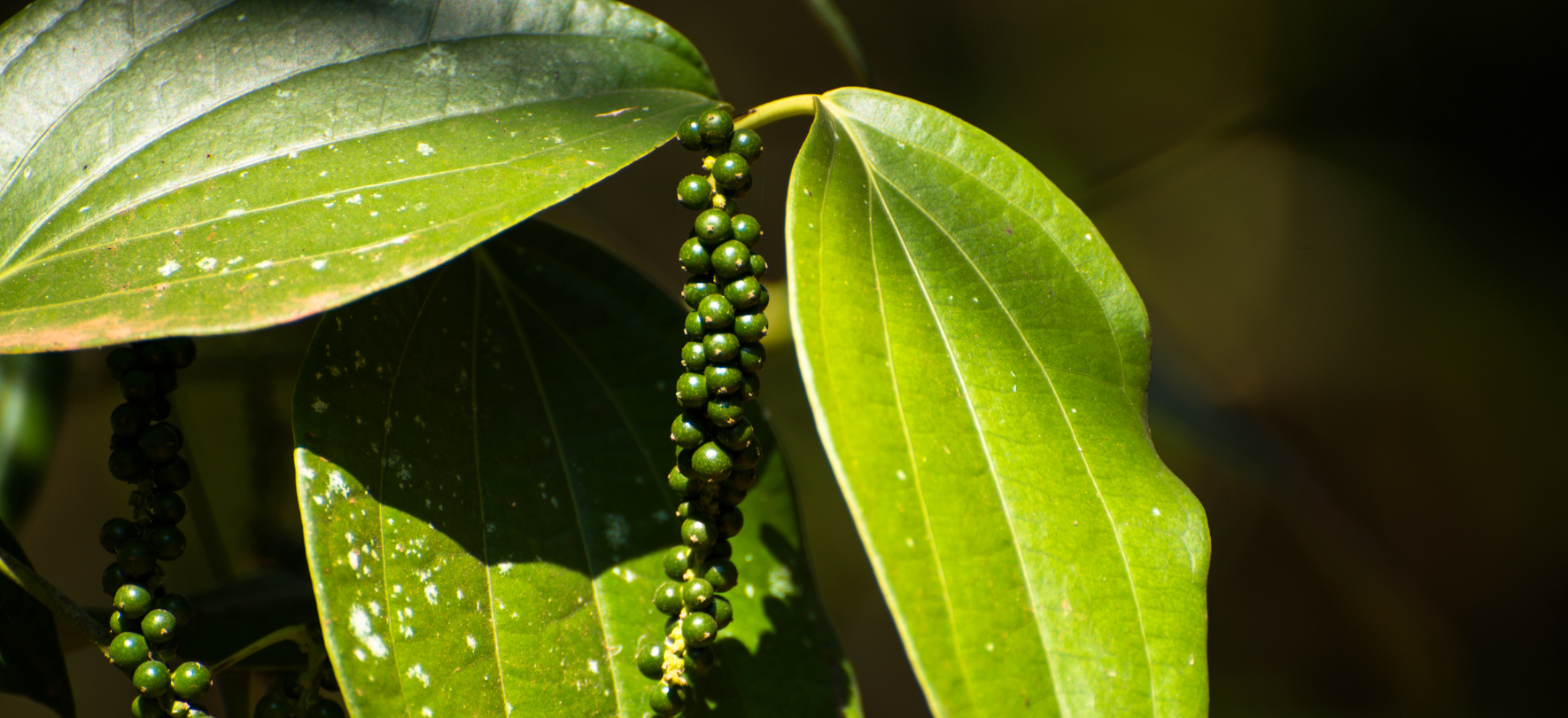 Sustainability in Black Pepper Farming: Why Ethical Sourcing Matters for Your Business