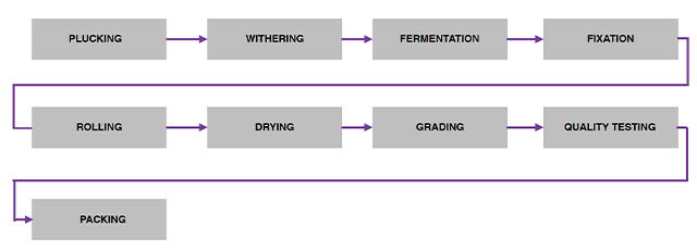 Processes in Green Tea Making