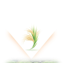 vidhitsa agro